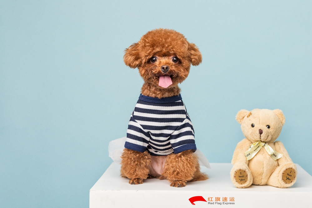 16587309235174.jpg 攝圖網_501390256_貴賓犬小泰迪(企業商用)_副本.jpg